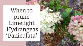 WHEN TO PRUNE LIMELIGHT HYDRANGEAS Paniculata [upl. by Arag]