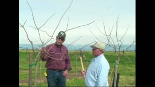 Pistachio Pruning amp Training  Years 1 amp 2 [upl. by Ignacia]