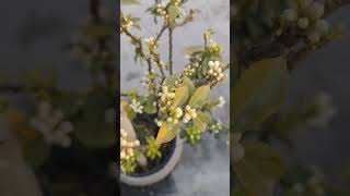 Santre ke ped mein itne sare flowering 👌👌😀😀♥️♥️ please subscribe to my channel 🙏 [upl. by Owades]