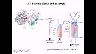 Microtubule structure and assembly [upl. by Ilan]