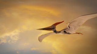 How Were Pterosaurs Adapted for Flight [upl. by Enar350]