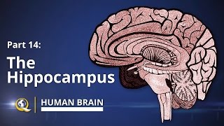 Hippocampus  Human Brain Series  Part 14 [upl. by Temme]