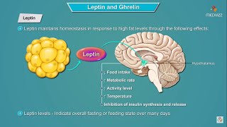 Leptin and Ghrelin hormones mechanism of action  Physiology  USMLE Step 1 [upl. by Hurwit]