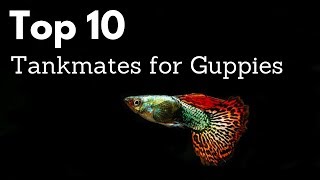 Top 10 Tankmates for Guppies Poecilia reticulata Million Fish [upl. by Oemor]