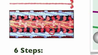 043 The details of Muscle Contraction [upl. by Netsryk]