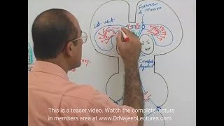 Cerebrospinal Fluid  Neuroanatomy [upl. by Ben]