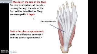 Overview of Lower Limb 11  Sole of the foot  Dr Ahmed Farid [upl. by Aklam728]