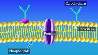 Cell Membrane Structure and Function [upl. by Etteniuq]