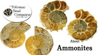 About Ammonites [upl. by Hanford259]