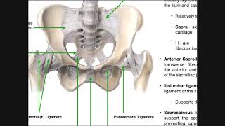 The Sacroiliac Joint Part 1  Major Ligaments amp Structures [upl. by Fast]