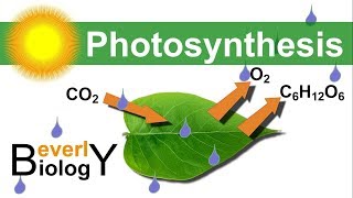 Photosynthesis in detail [upl. by Hoskinson]