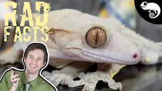 Crested Geckos  22 Stinkin Rad Facts [upl. by Wahkuna]