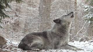 Wolfs Sweet Voice Inspires 50 Wolves to Howl [upl. by Aibat679]