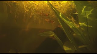 Chili Rasboras in Natural Aquarium  Cinematic [upl. by Wilbur]