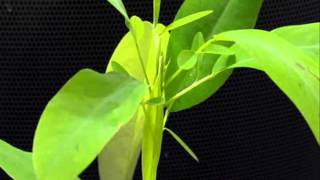 Desmodium gyrans Planta bailonga [upl. by Reste]