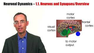 CNS11  Neurons and synapses Overview [upl. by Jaal841]