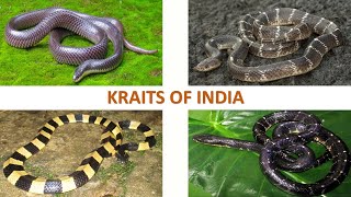 Kraits of India 🇮🇳  Snakes  Indian Reptiles [upl. by Kendal]