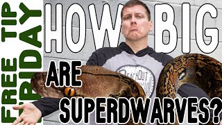 How big DOES a Super Dwarf Retic get What you need to know [upl. by Amron]