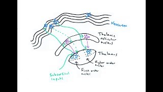 The Thalamus [upl. by Ariay]