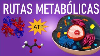 Metabolismo y rutas metabólicas Anabolismo y Catabolismo [upl. by Alrep]