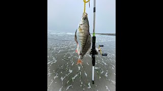 Surf Perch Fishing Westport Washington  In 30 Seconds [upl. by Nallad]