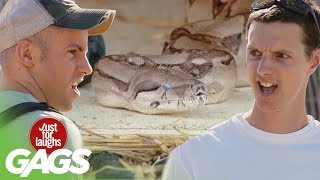 Scariest Snake Pranks  Best of Just For Laughs Gags [upl. by Einna]