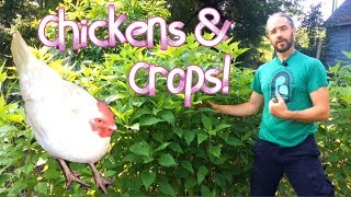 Chickens amp Crops  Feeding ourselves AND our chickens For LESS [upl. by Wanids]