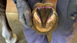 Clean Horse Hooves in 10 Minutes FLAT [upl. by Zack686]