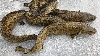 Burbot Eelpout Lawyer  Catch Clean Cook Eat [upl. by Stanton]