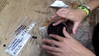 Stratification and Planting Darlingtonia Californica [upl. by Broucek]