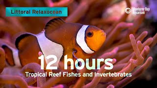 12 Hours Of Tropical Coral Reef Fishes At Monterey Bay Aquarium  Littoral Relaxocean [upl. by Sacrod148]