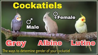 How to tell the Gender of your cockatiels Lutino Grey Albino Cockatiels Male Female difference [upl. by Lerad]