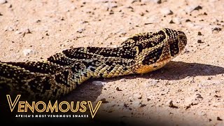 What Makes Puff Adders So Deadly  The Venomous 5 [upl. by Ardnnaed]