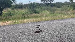 Black mamba vs puff adder [upl. by Stoops]