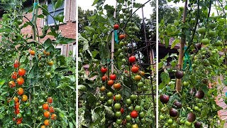 Top 3 Cherry Tomatoes You NEED to Grow [upl. by Ralf]