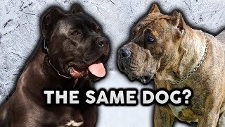 CANE CORSO OR PRESA CANARIO Whats The Difference [upl. by Enidanreb]