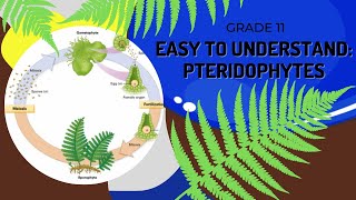 Pteridophytes [upl. by Grane]