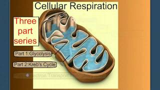 Cellular Respiration Part 1 Introduction amp Glycolysis [upl. by Landry]