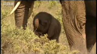 One day old baby elephant  BBC Animals [upl. by Sly]