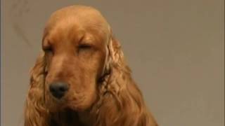 The Cocker Spaniel  Pet Dog Documentary [upl. by Cornish]