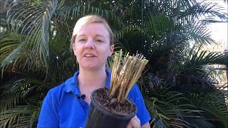 How to Prune and Divide your Purple Fountain Grass [upl. by Dnilasor818]