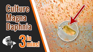 How to culture DAPHNIA MAGNA  The easy way [upl. by Godard902]