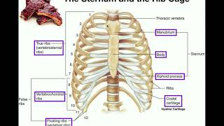 Anatomy  The Sternum Rib Cage amp Vertebrae [upl. by Ecyar]