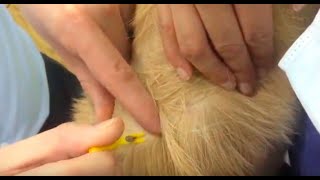 Vet Tutorial  How to Remove a Tick From a Dog [upl. by Ahsened]