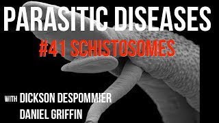 Parasitic Diseases Lectures 41 Schistosomes [upl. by Lovich25]