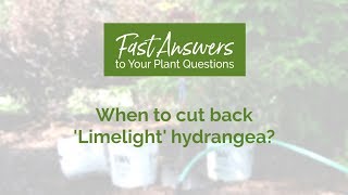 When to Cut Back Limelight Hydrangea [upl. by Anaj]