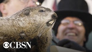 Groundhog Day 2019 Punxsutawney Phils winter prediction live stream [upl. by Notfol]