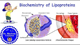 Lipoproteins Introduction Structure Classification and Functions [upl. by Oberg18]