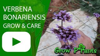 Verbena bonariensis  grow amp care [upl. by Elatsyrc]