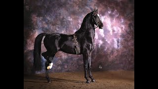 Konquest  2015 Dutch Harness Horse Saddlebred Stallion [upl. by Esinad377]